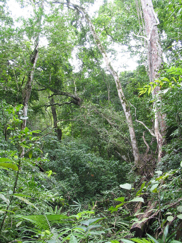 La faune tropicale est épaisse