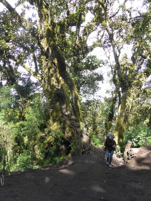 Montée vers l'Acatenango