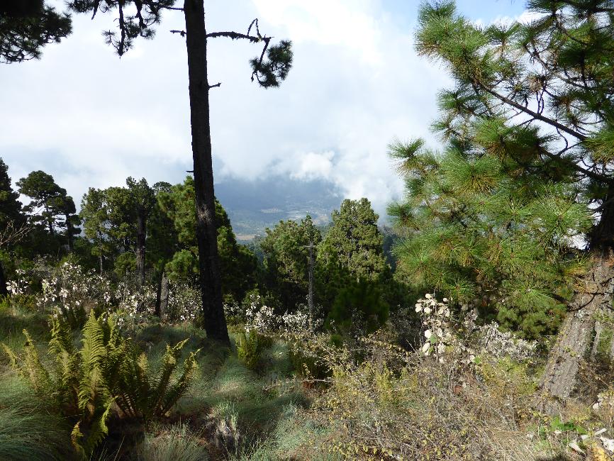 Montée vers l'Acatenango