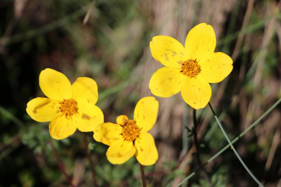 Fleurs du volcan