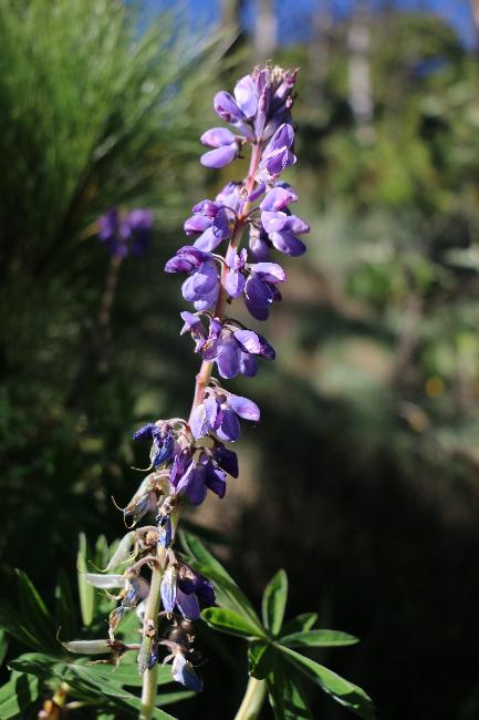Fleurs du volcan