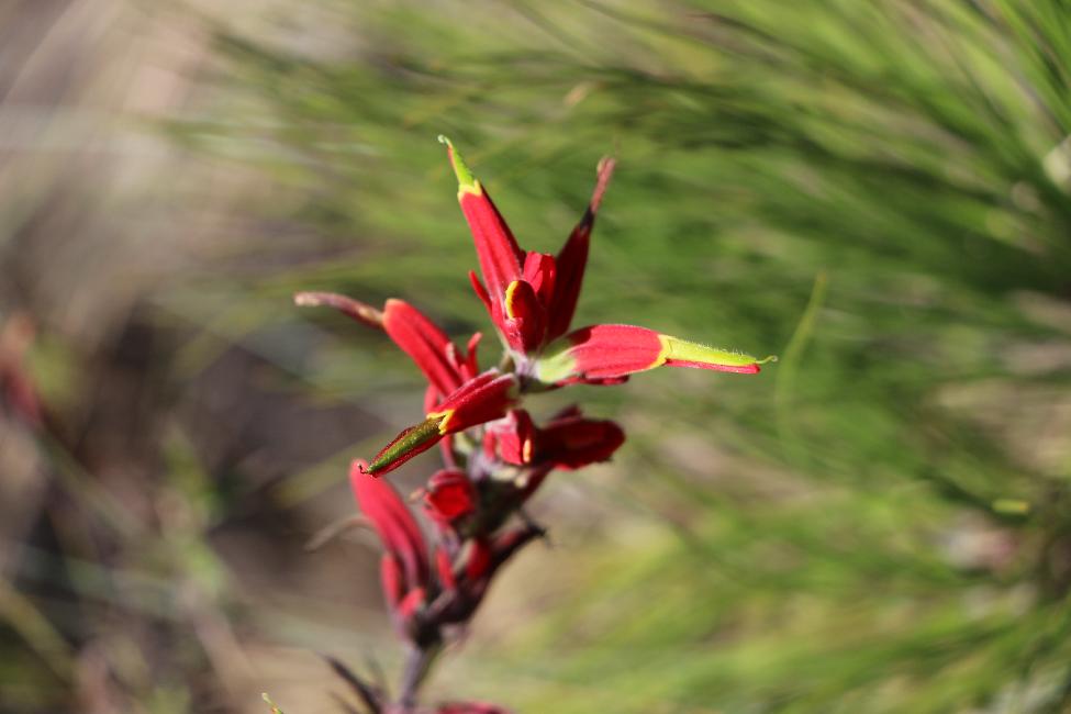 Fleurs du volcan