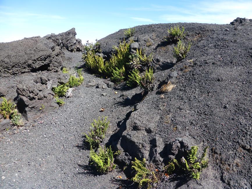 La végétation reprend ses droits