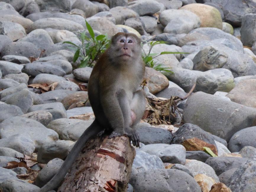 Rencontre d'un macaque sur le chemin