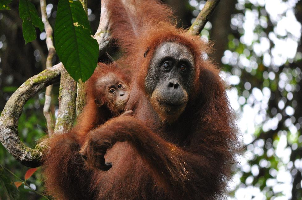 Une femelle orang-outang, et son petit