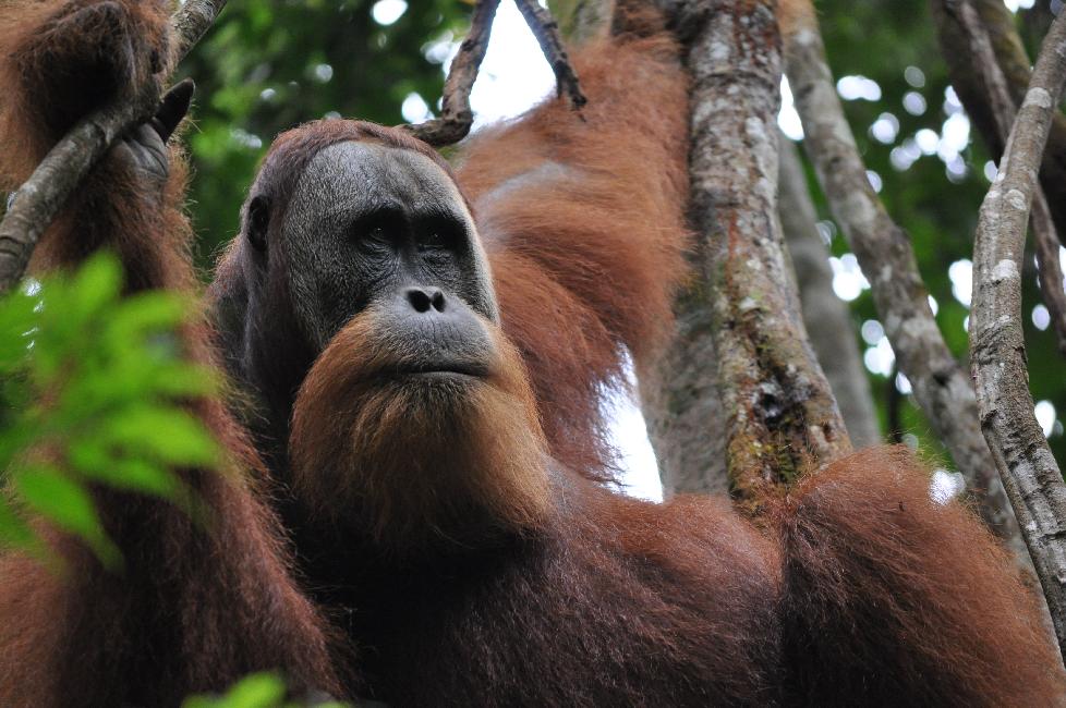 Le mâle veille au grain...