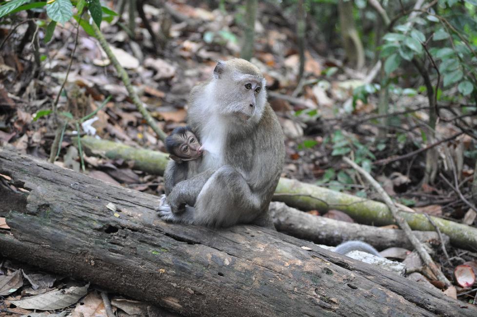 Macaque et son petit