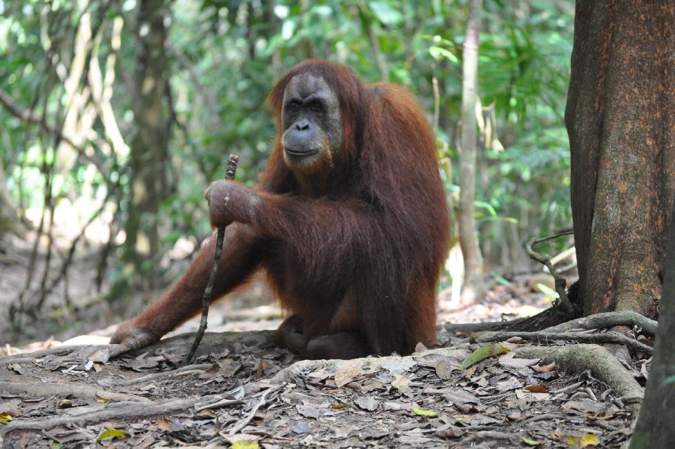 Avec l'âge, un bâton est le bienvenu....