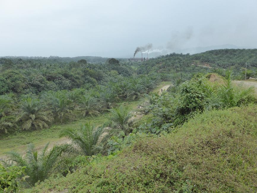 Usine de transformation dans la palmeraie