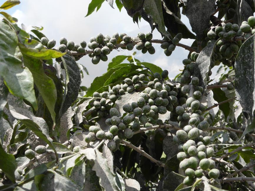 Grains de café, couverts de cendres