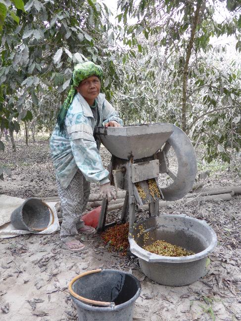 Décorticage du café