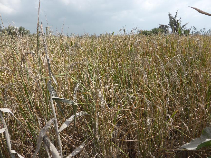 Une rizière... bien verte