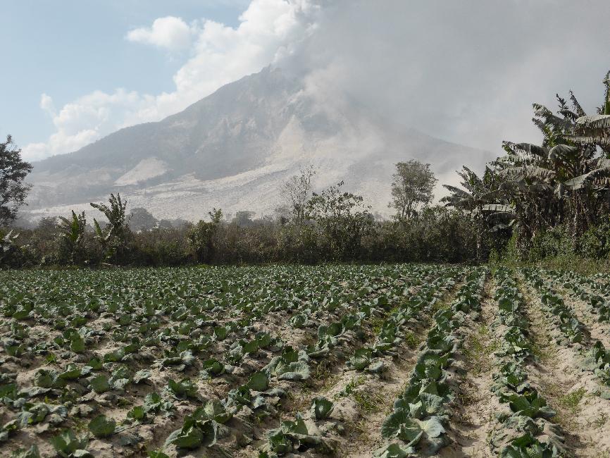 La récolte de choux est perdue