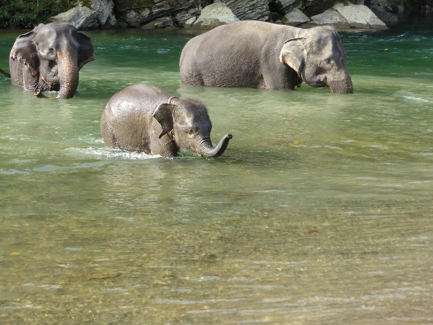 Les éléphants de Tangkahan