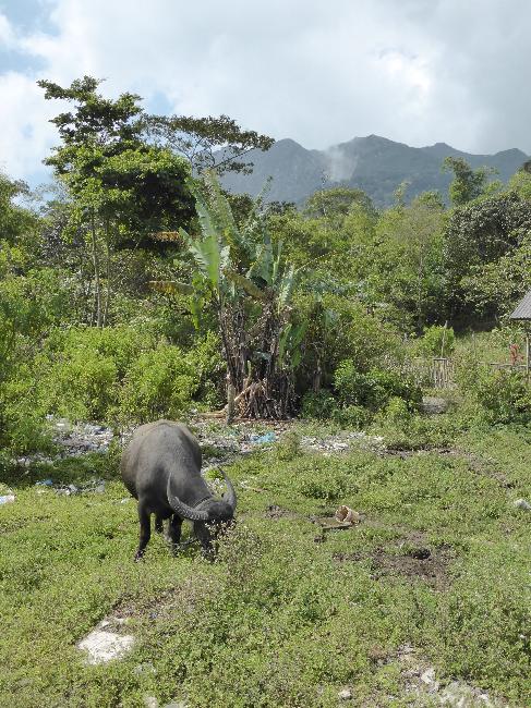 Nous venons de là-haut, et sommes descendus par la ligne droite