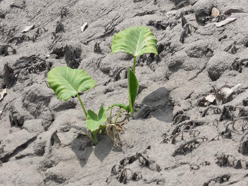 La végétation commence à reconquérir le terrain ; les cendres sont très fertiles