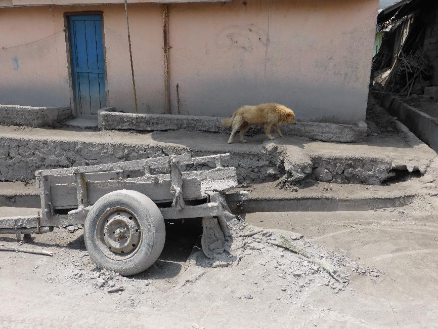 Ce chien est nourri par des habitants qui repassent au village