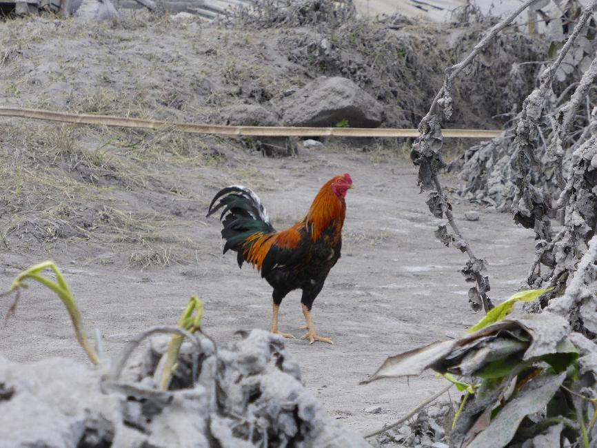 Pas une poussière de cendre sur son plumage !