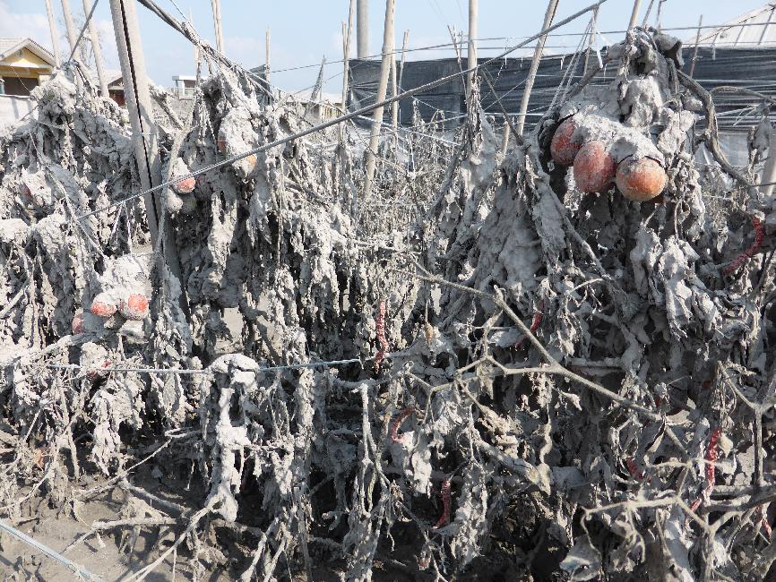 Je ne goûtreais pas à ces tomates !