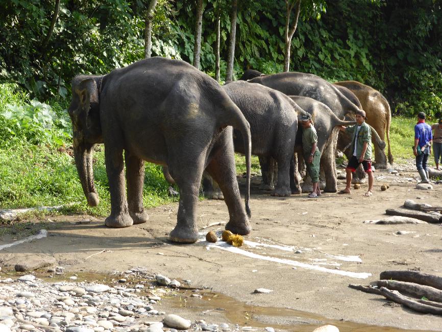 Extraction des crottes en cours