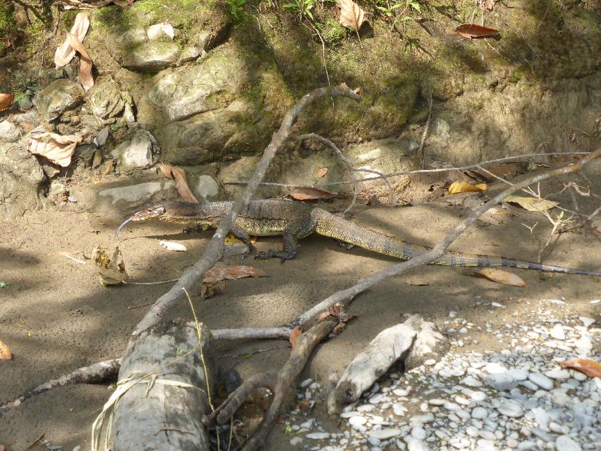 Nous croisons un varan