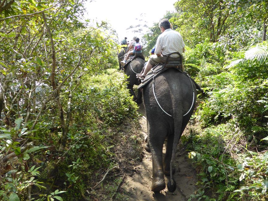 Balade dans la forêt
