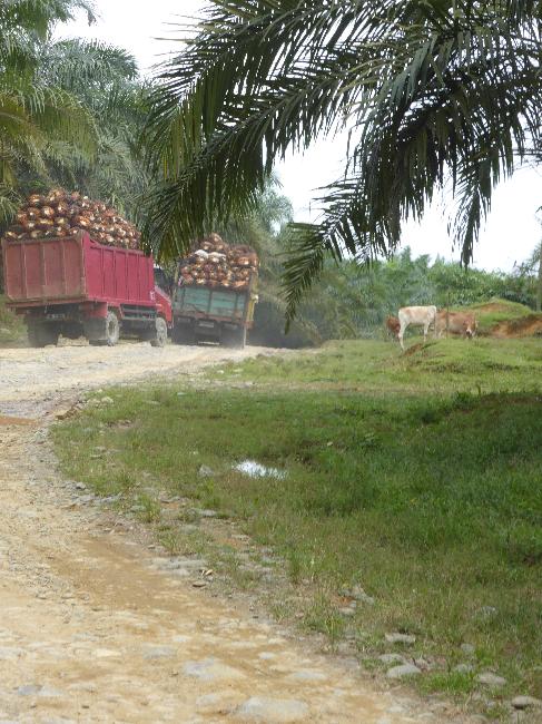 Nous croisons et doublons de vieux camions poussifs pleins à craquer de palmes