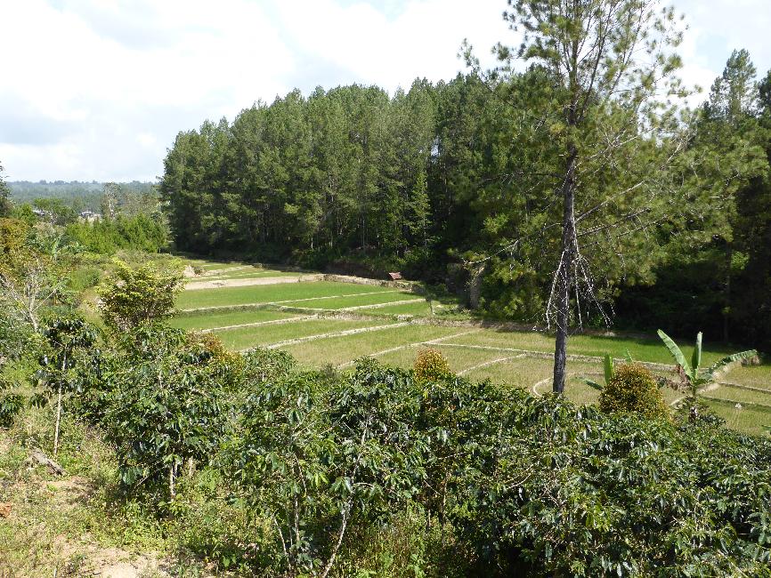 Rizière, au centre de Samosir