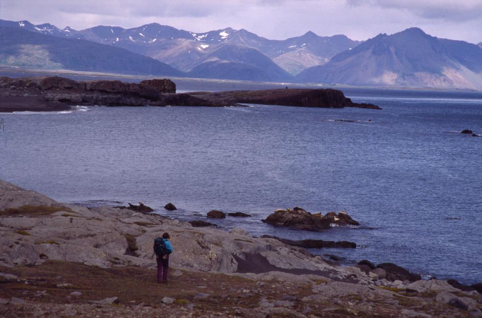 Michèle et les phoques 