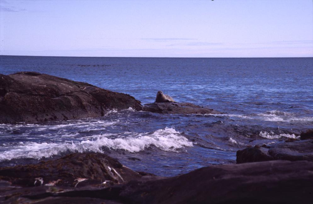 Gros plan sur un phoque 