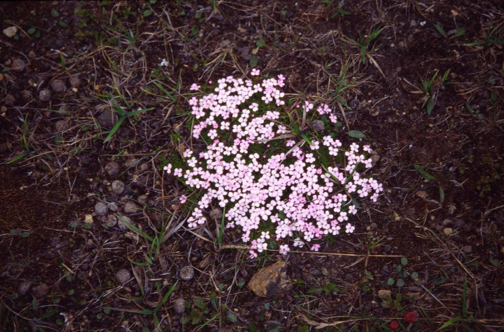 Fleur ... non identifiée 