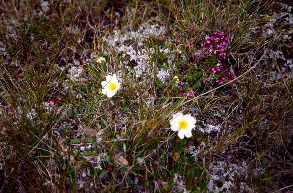 Driades optopétales 