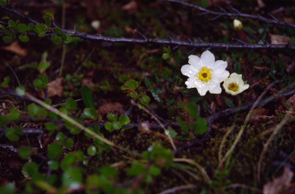 Driades optopétales 