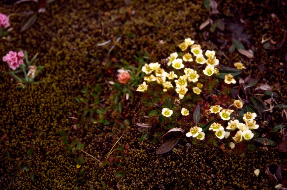 Fleurs ... toujours non identifiées 