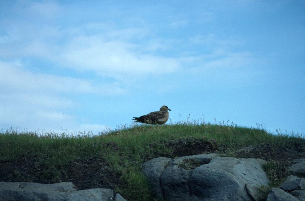 Réserve d'Ingolfshöfdi : grand labbe au repos 