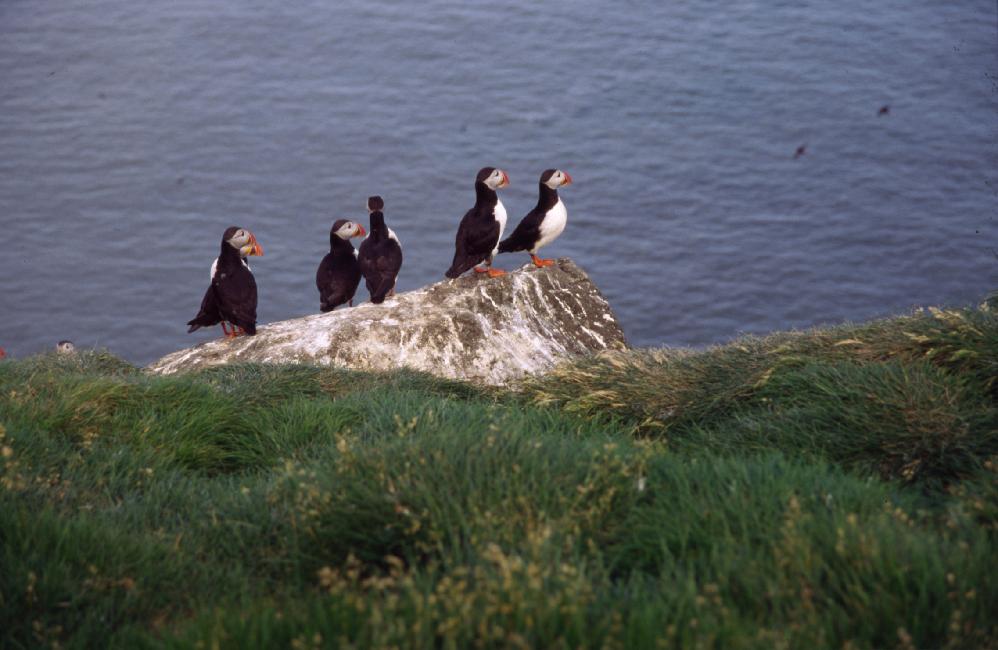Réserve d'Ingolfshöfdi : macareux 
