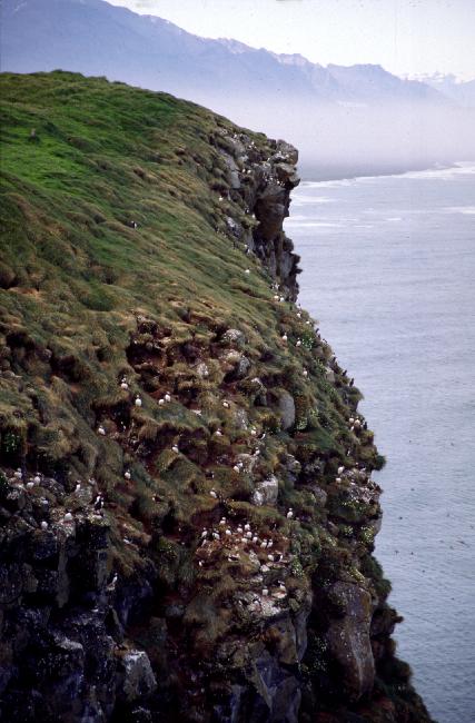 Réserve d'Ingolfshöfdi : falaise-nichoir 