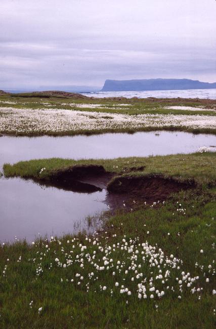 Parc de Skaftafell : linégrettes 