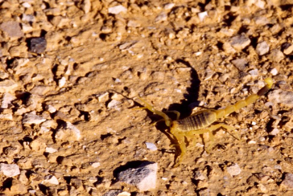 Scorpion