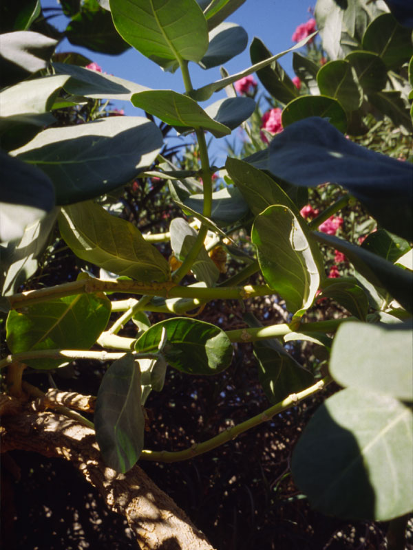 Végétation luxuriante, auprès de la cascade du canyon David
