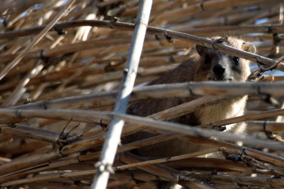 Hyrax (espèce de marmotte, en fait de la famille des éléphants)