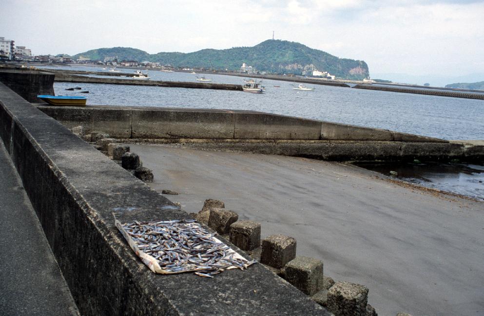 Le poisson sèche au soleil, à Ibusuki