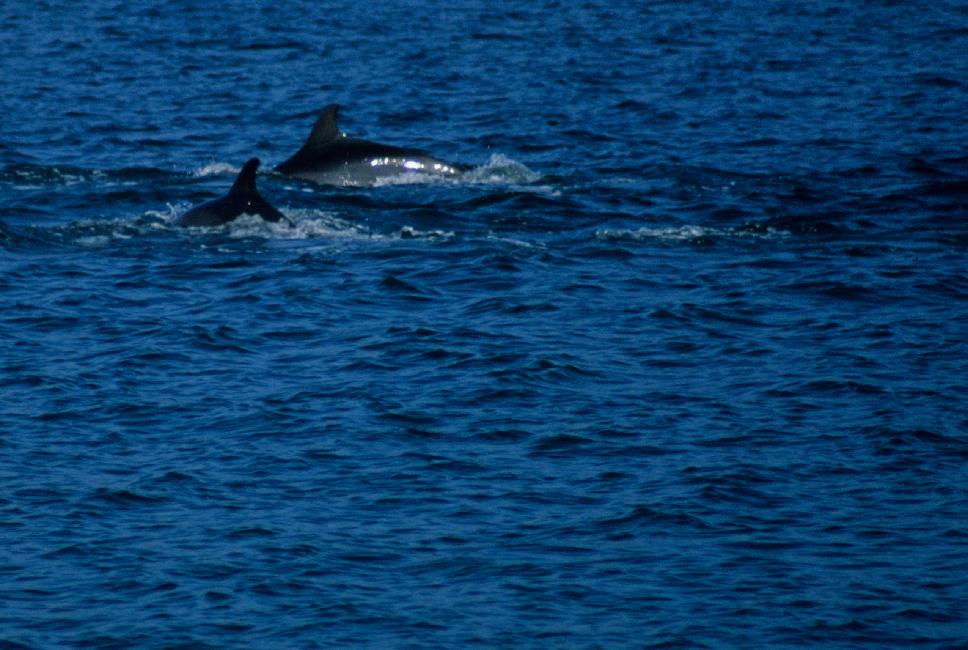 Nous sommes accueillis par les dauphins