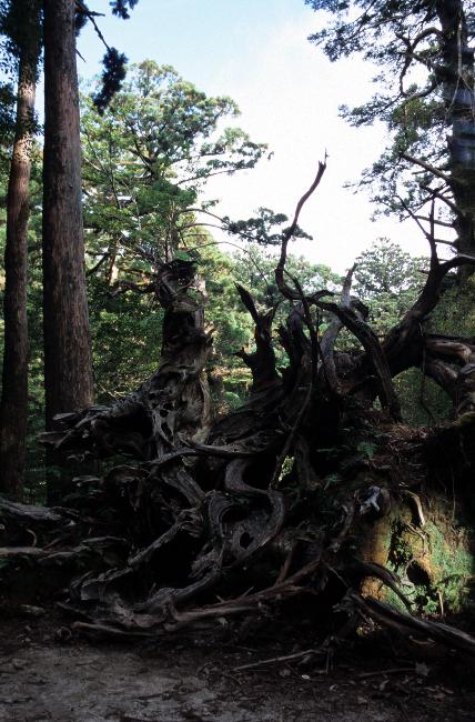 Cette souche de plus de trois mètres provient d'un vétéran !