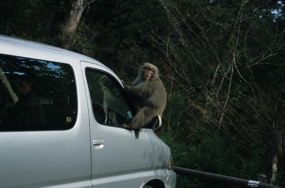 Un invité bien encombrant...