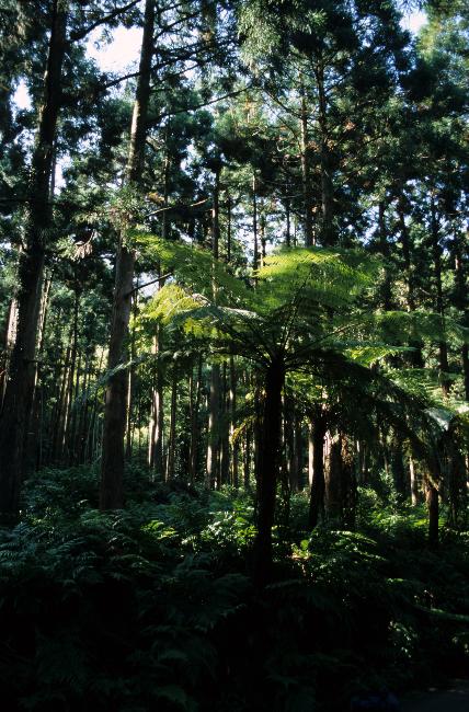 Fougères arborescentes
