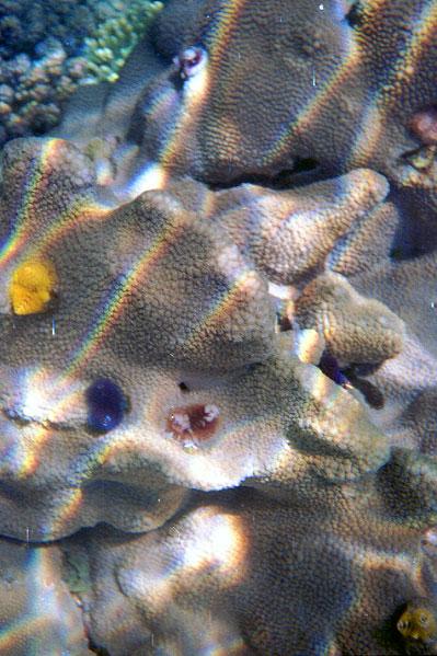 Les coraux sont magnifiques