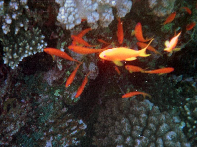 Nous nageons dans un aquarium