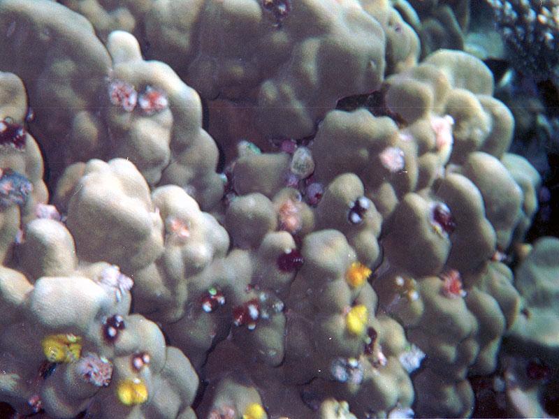 Ces animaux colorés se referment dès qu'on approche le doigt