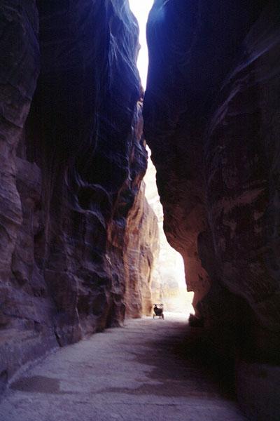 Le Siq : ce canyon de 2 kilomètres, parfois étroit de 3 mètres, conduit à Pétra
